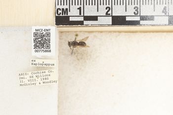 Media type: image;   Entomology 775868 Aspect: Labels